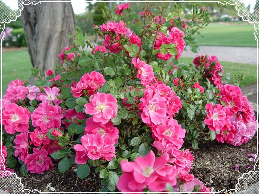 Hotline róże okrywowe